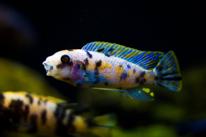 Labeotropheus fuelleborni 'Chinyankwazi Island'